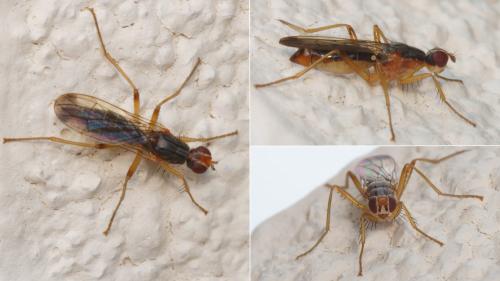 Réf. 231 153 : Norellia spinipes